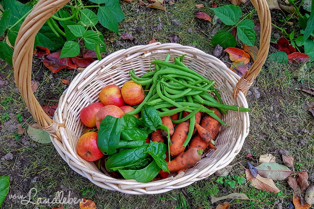 Ernte im Herbst: Buschbohnen, Möhren, Spinat und Äpfel
