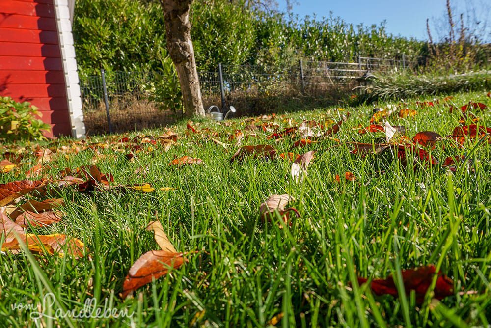 Herbstlaub im Garten