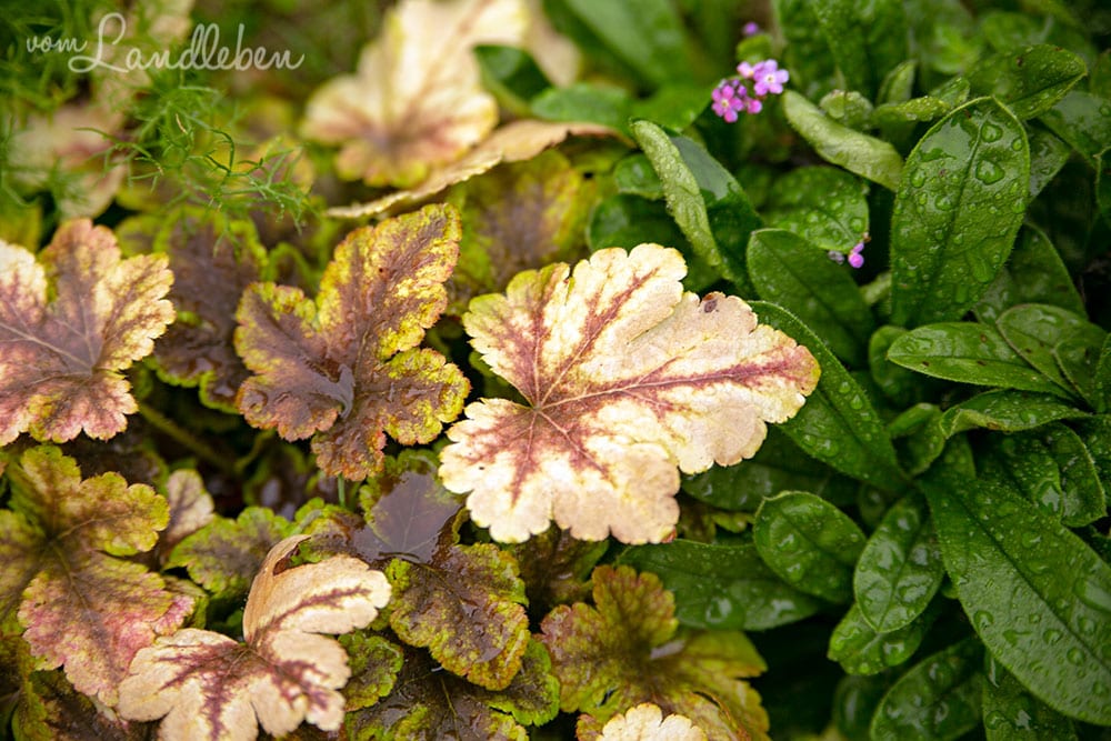 Heuchera und Vergissmeinnicht im Oktober