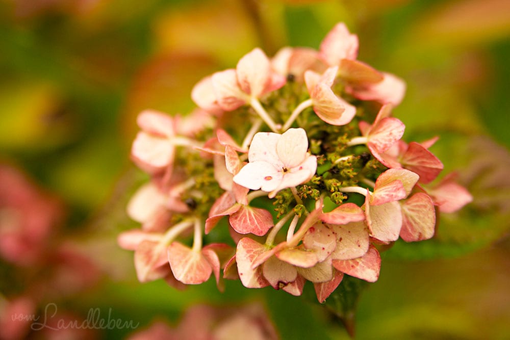 Hortensie im Herbst