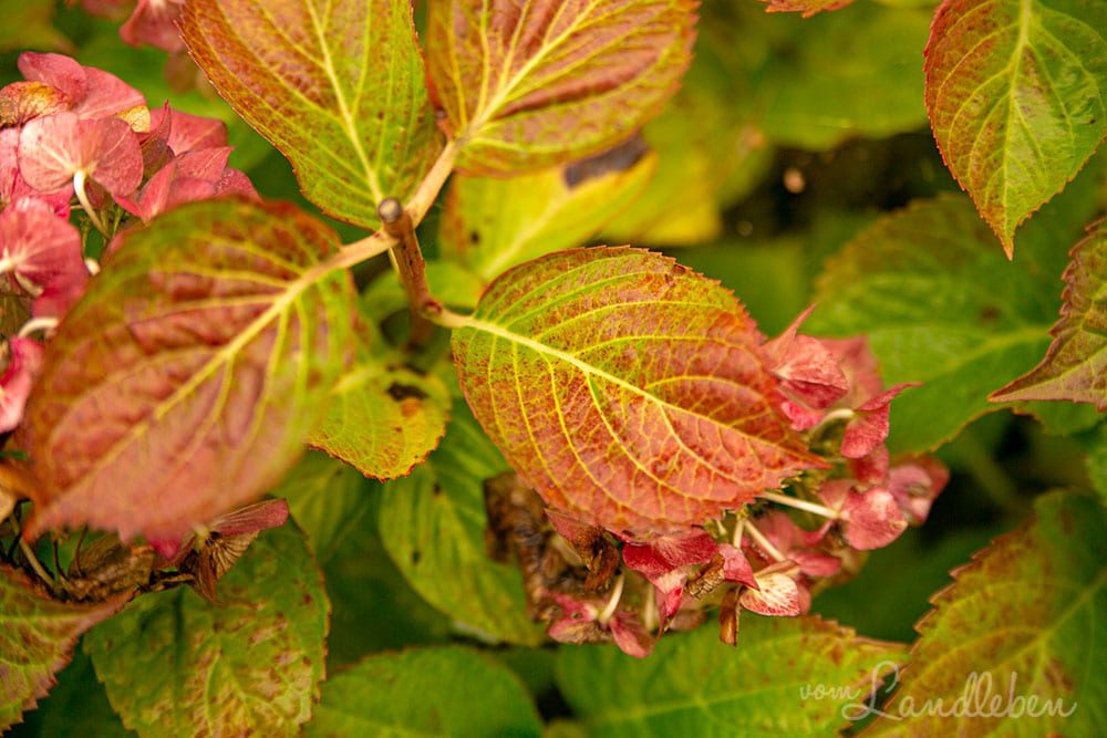 Hortensie im Herbst
