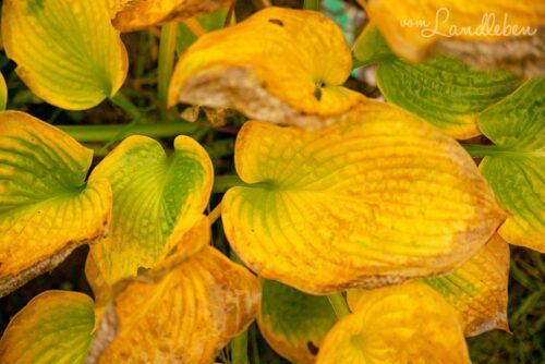 Hosta im Herbst