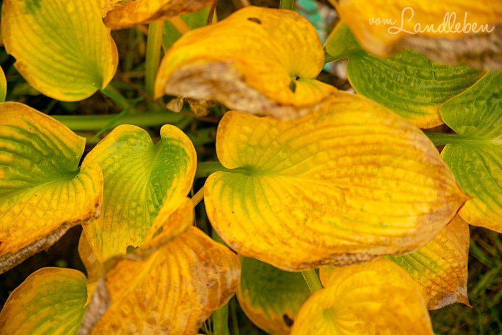 Hosta im Herbst