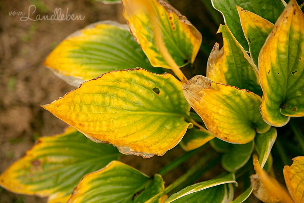 Hosta im Herbst