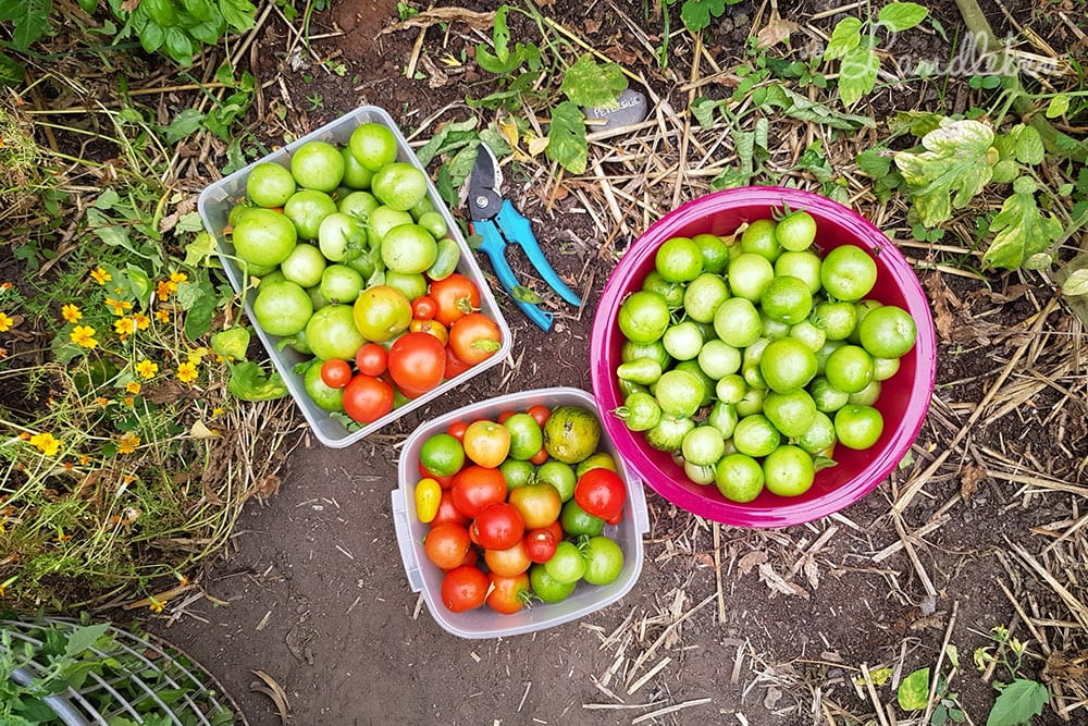 Tomatenernte im Gewächshaus