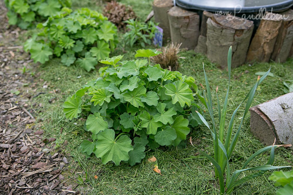 Beet mulchen mit Rasenschnitt