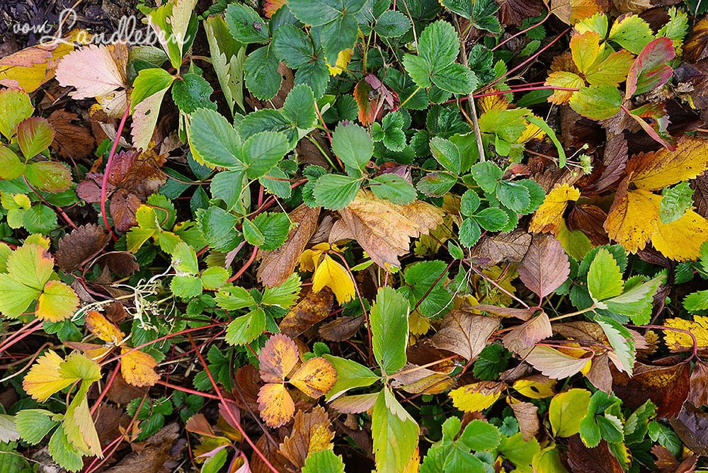 Herbst im Erdbeerbeet
