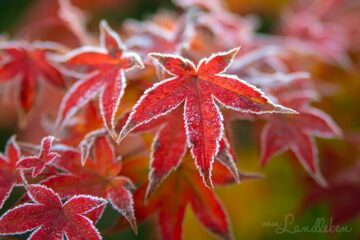 Japanischer Ahorn bei Frost