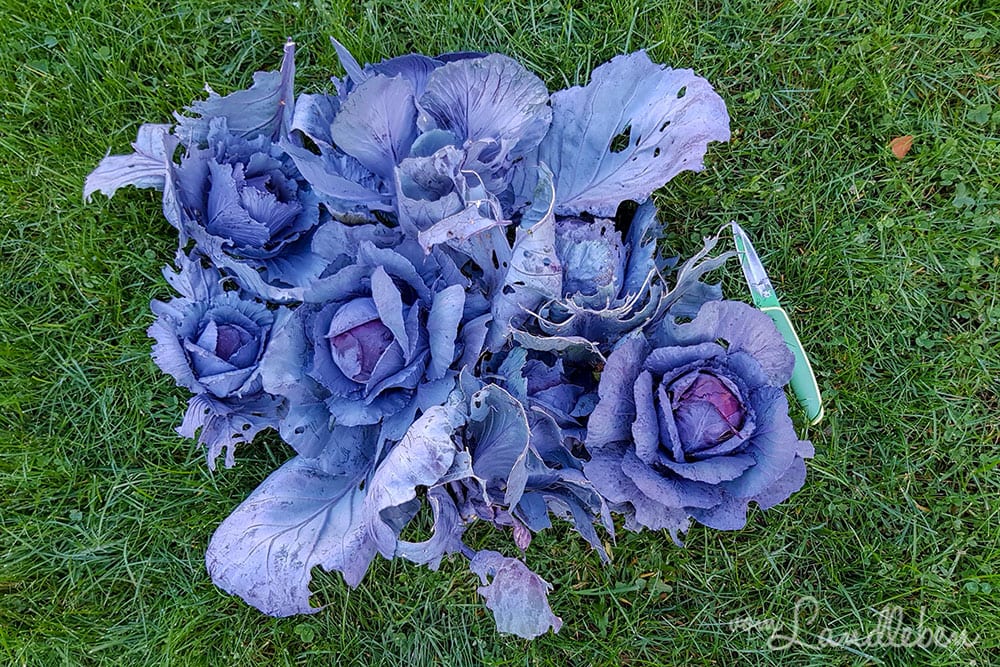 Rotkohl-Ernte im November 2018