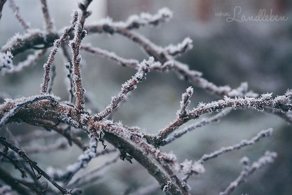 Unser Garten im Dezember 2018