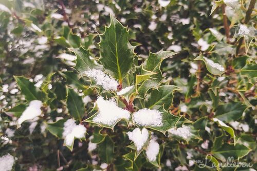 Schnee auf der Stechpalme / Ilex