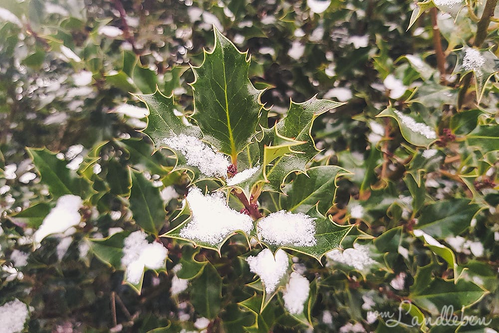 Schnee auf der Stechpalme / Ilex