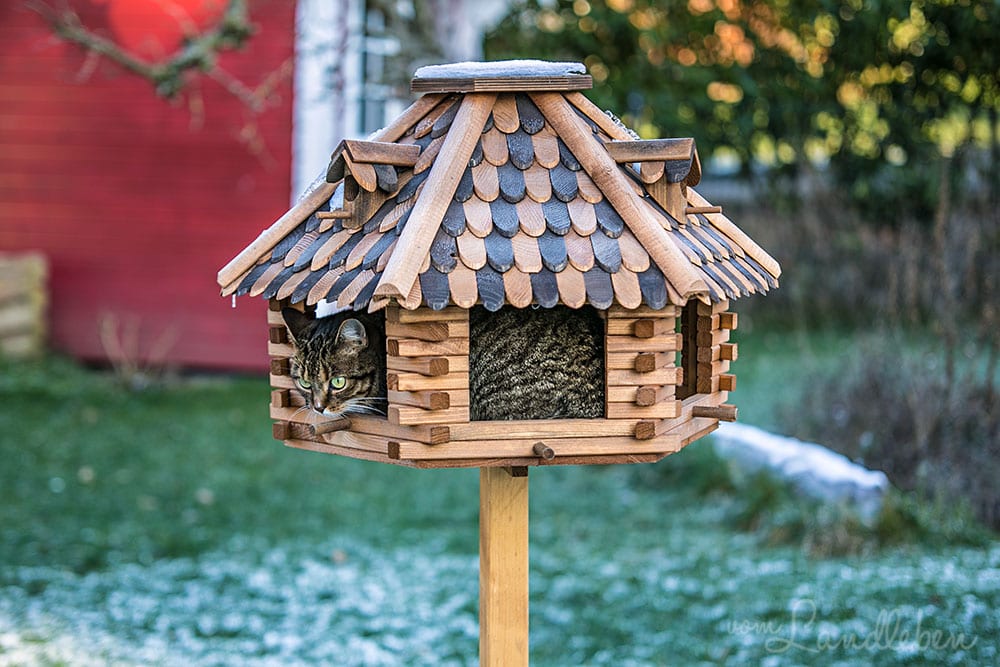 Katze im Vogelhäuschen