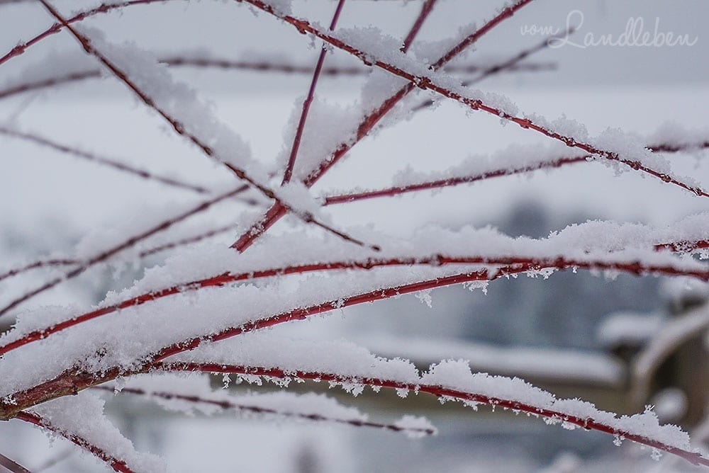 Schnee im Garten - Harlekinweide