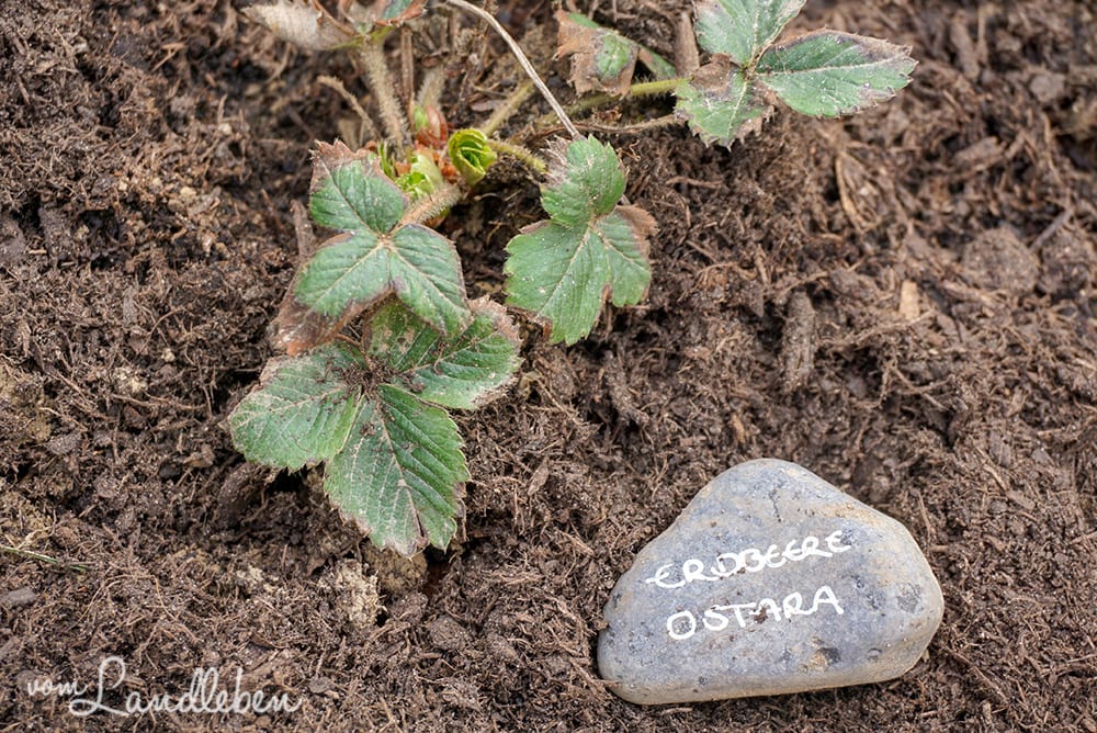 Erbeeren-Pflege im März