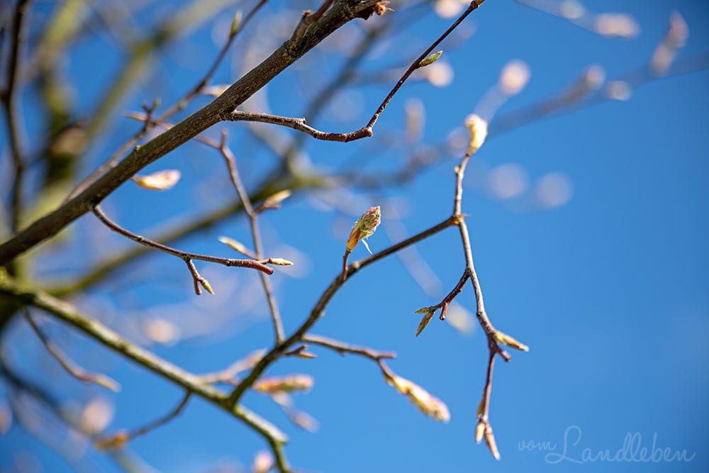 Kupferfelsenbirne im März 2019