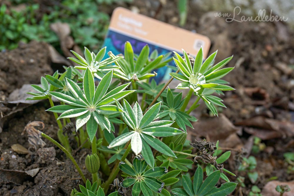 Lupinen im Februar 2019