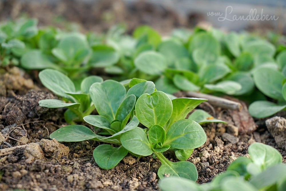 Radieschen im Gewächshaus