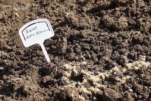 Salat-Aussaat im März