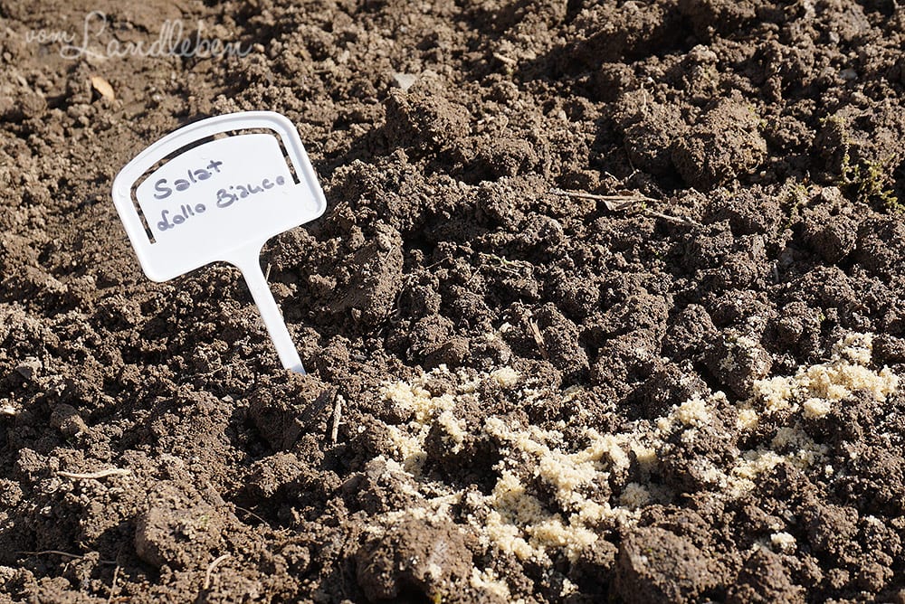 Salat-Aussaat im März