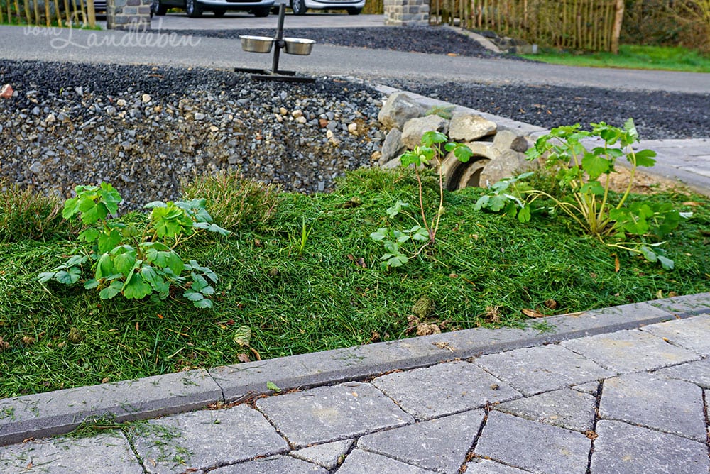 Vorgarten im März 2019