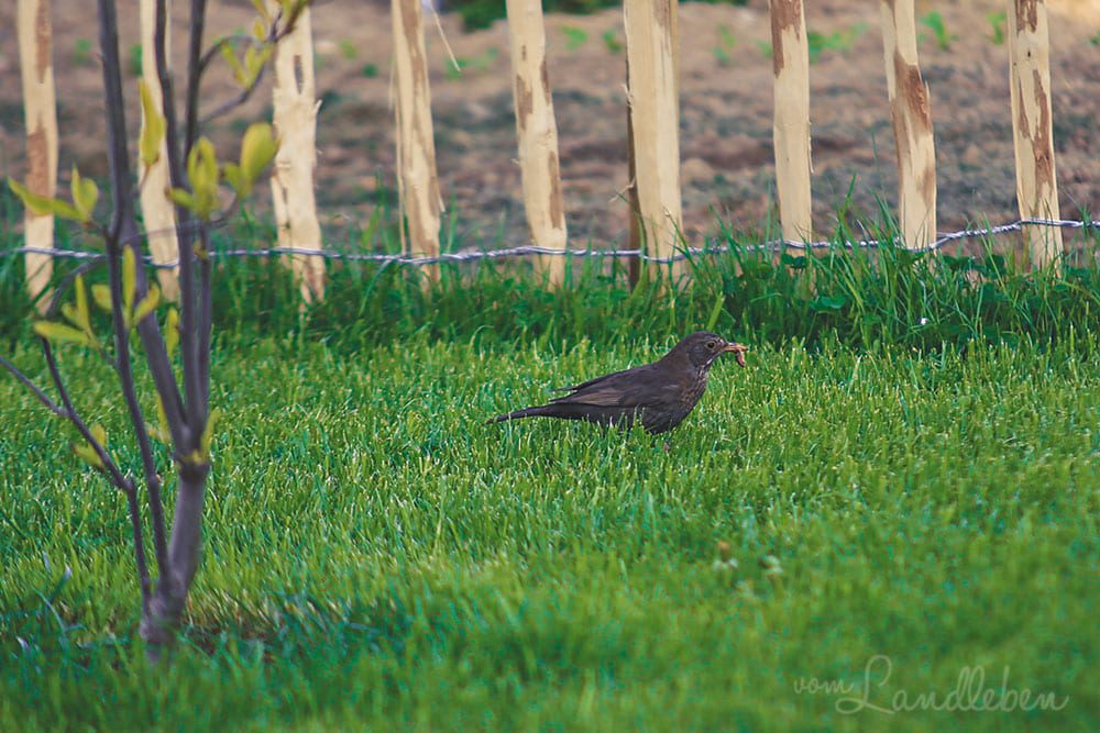 Amsel im Garten