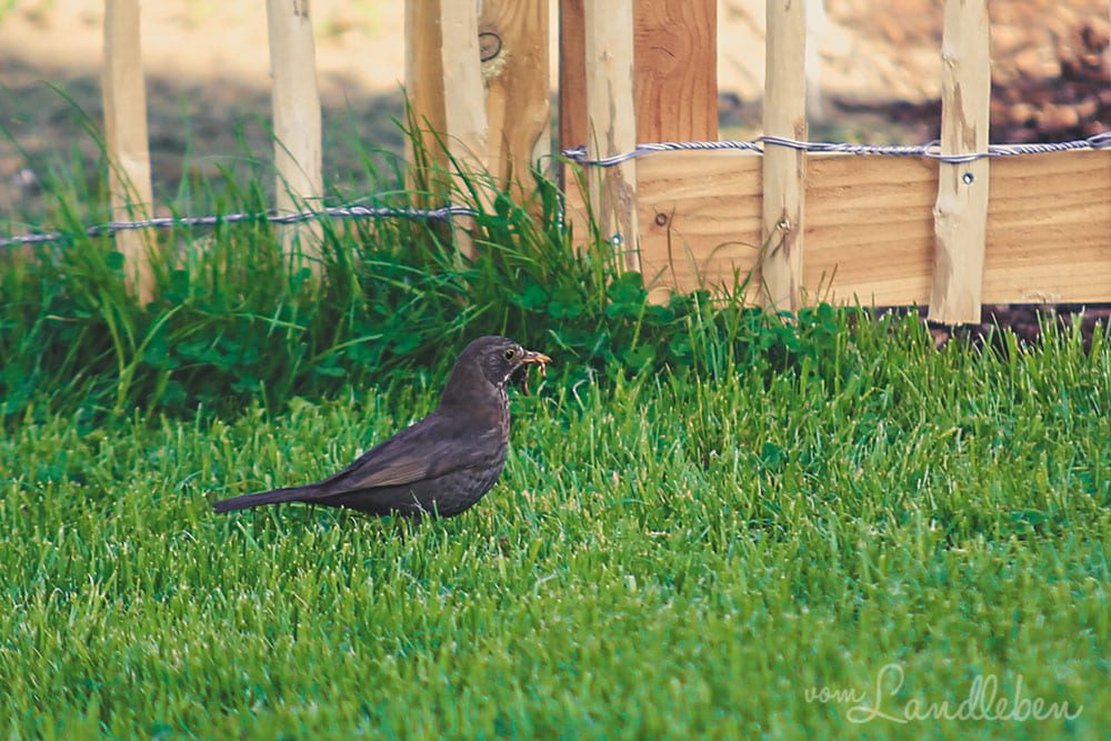 Amsel im Garten