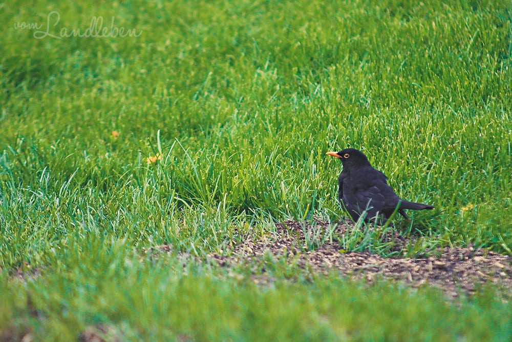 Amsel im Garten