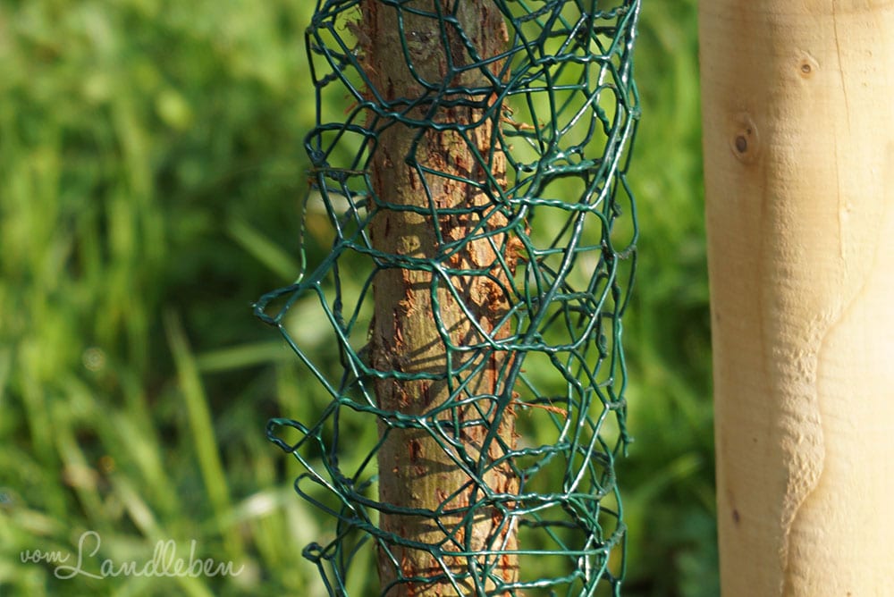 Draht schützt den Baum vor Katzen