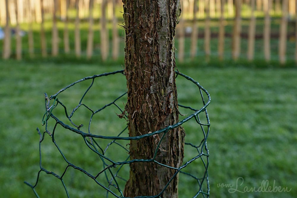 Baumstamm mit Hasendraht vor Katzen schützen