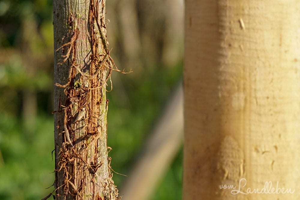 Baumrinde von Katzen zerkratzt