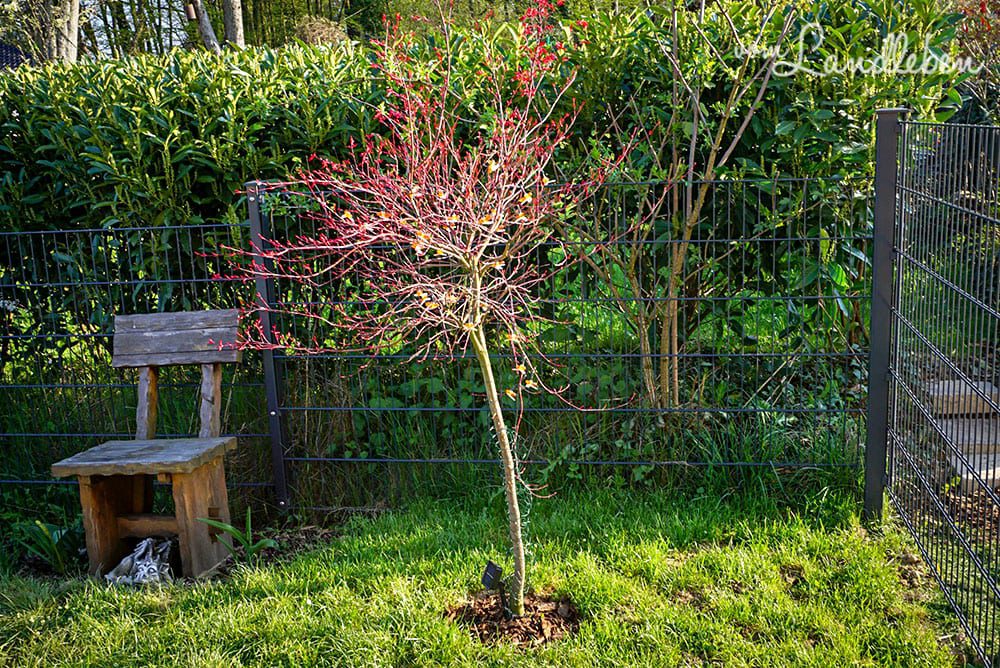Baumstamm mit Draht vor Katzen schützen