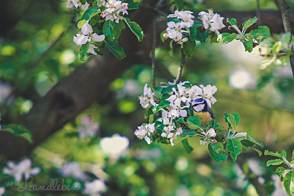 Blaumeise im Apfelbaum