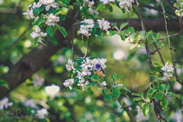 Blaumeise im Apfelbaum