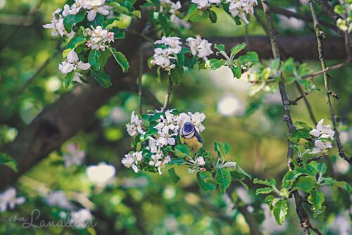 Blaumeise im Apfelbaum