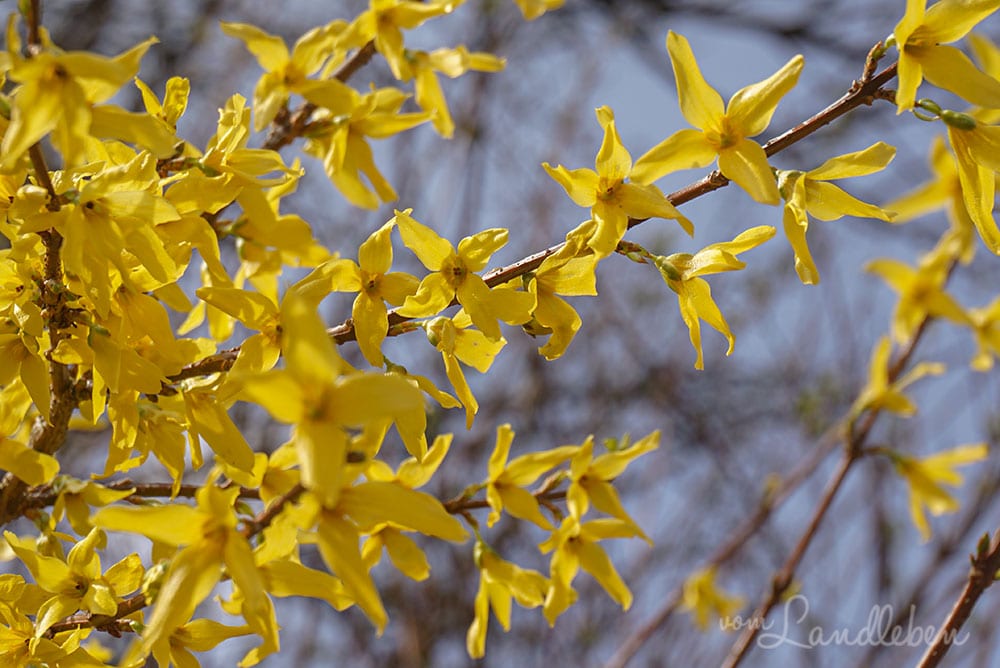 Forsythien