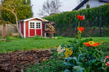 Islandmohn