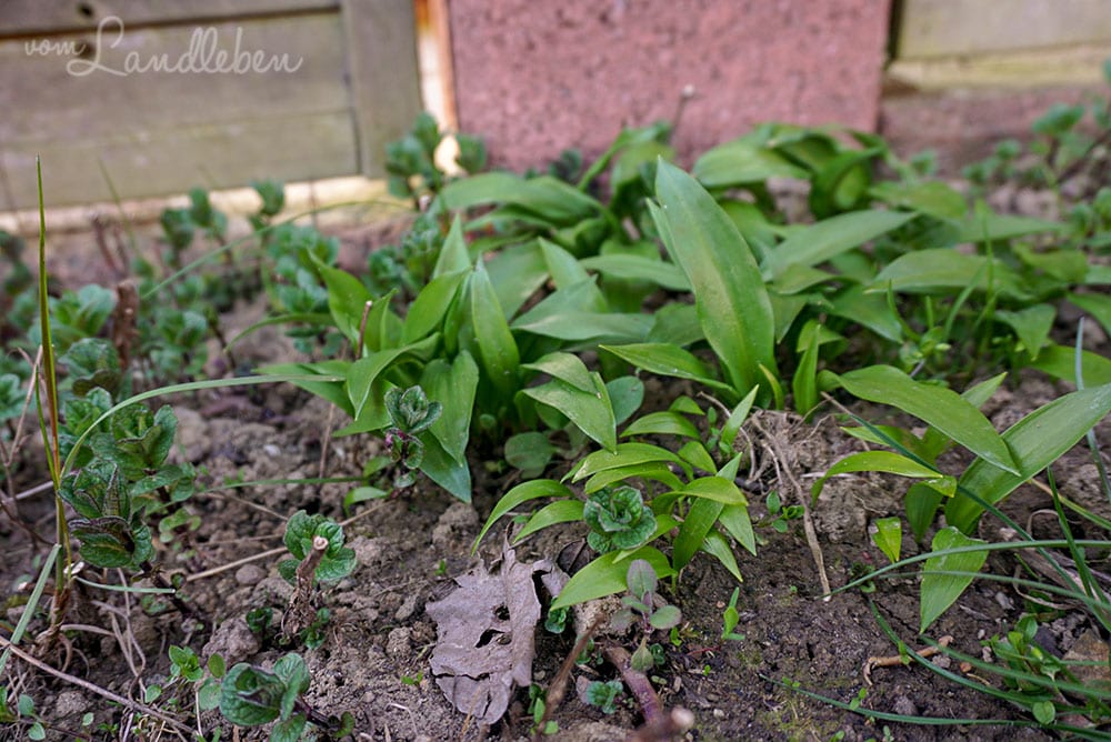 Minze und Bärlauch
