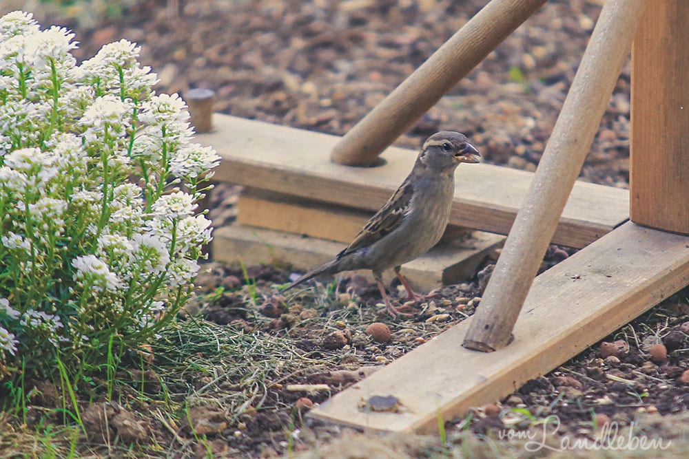 Spatz im Garten
