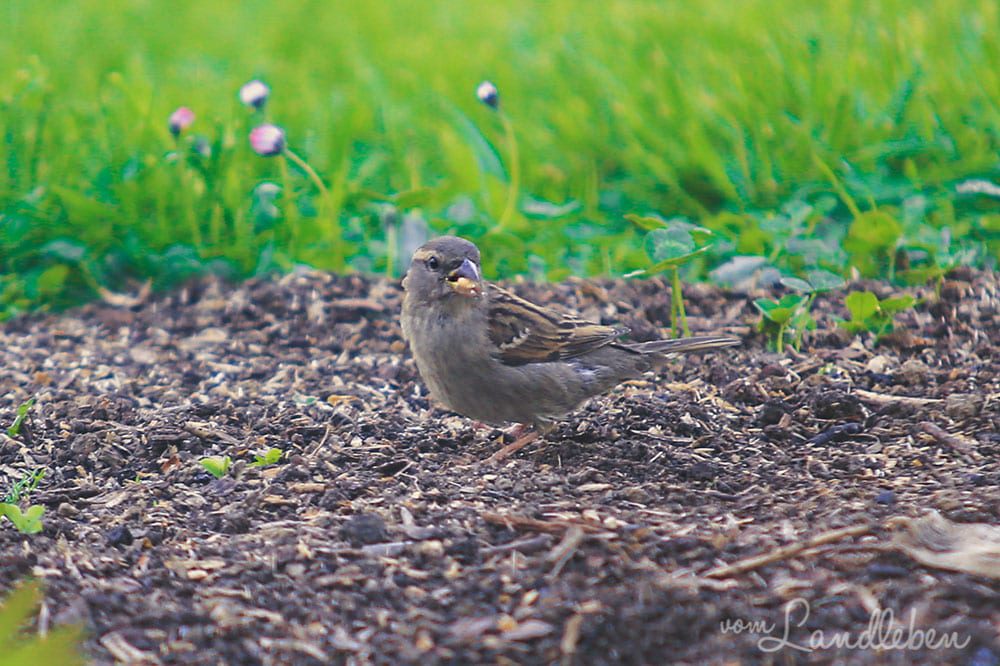 Spatz im Garten