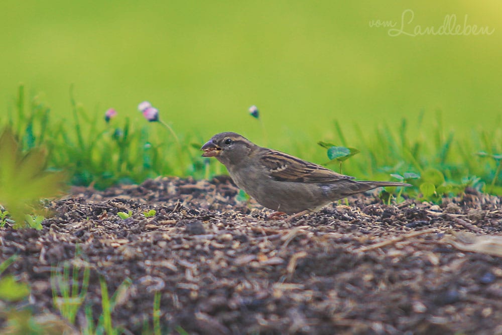 Spatz im Garten