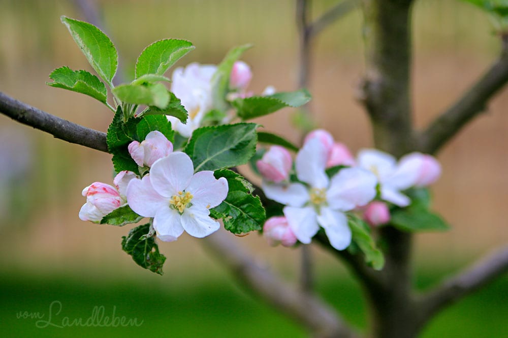 Apfelblüte im April 2019