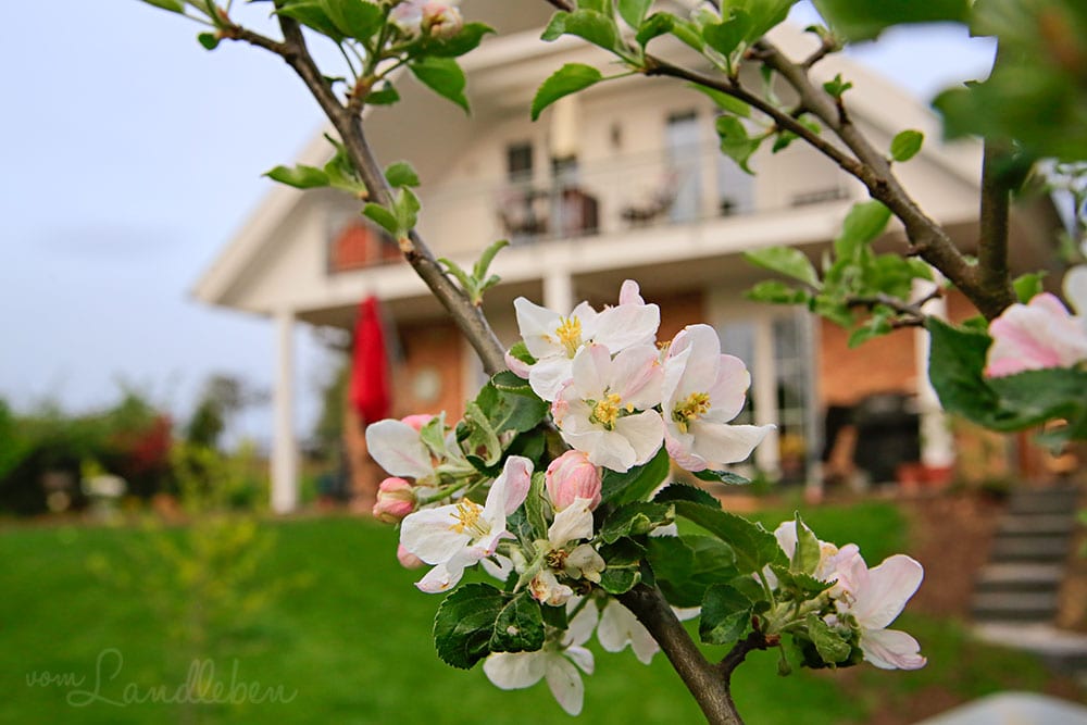 Apfelblüte im April 2019