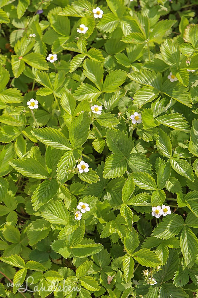 Erdbeeren im April 2019