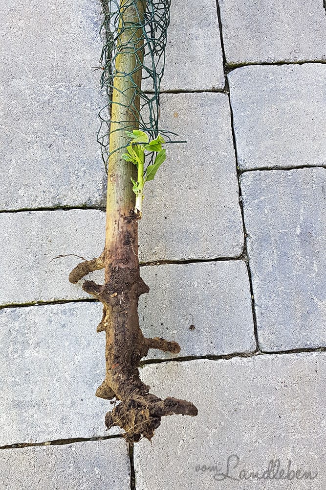 Wurzel der Harlekinweide