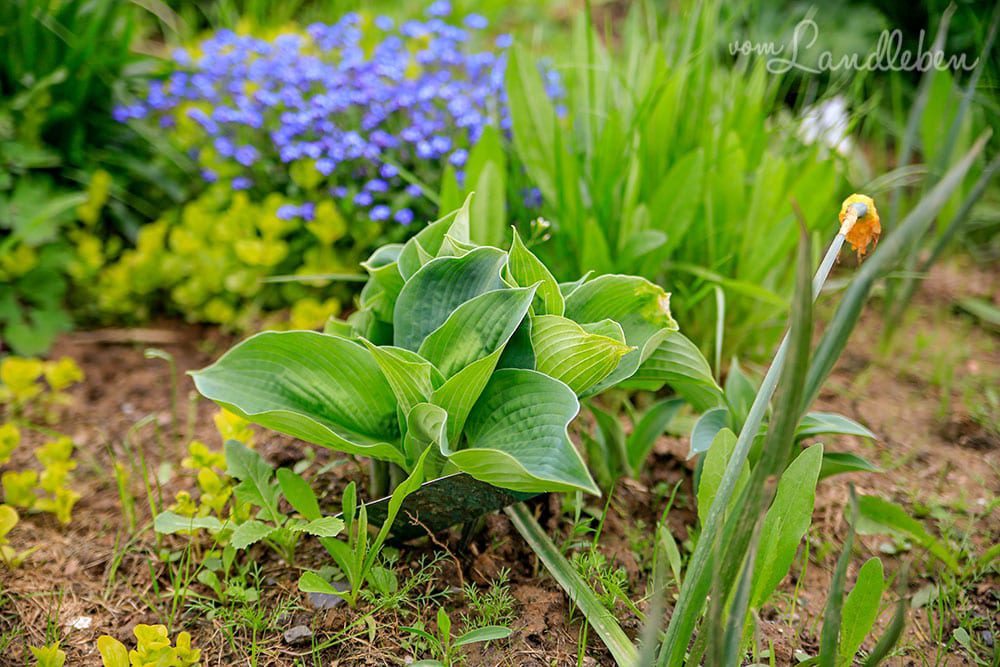 Hosta im Mittelgarten - April 2019