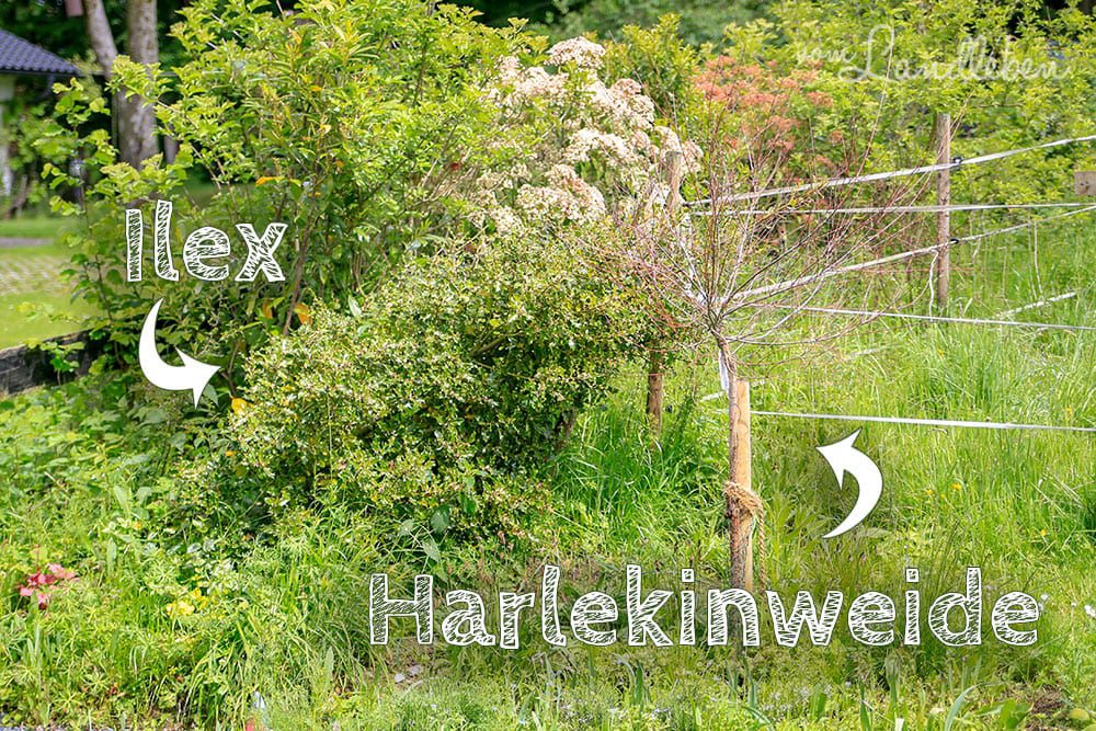 Ilex und Harlekinweide im Mai 2019