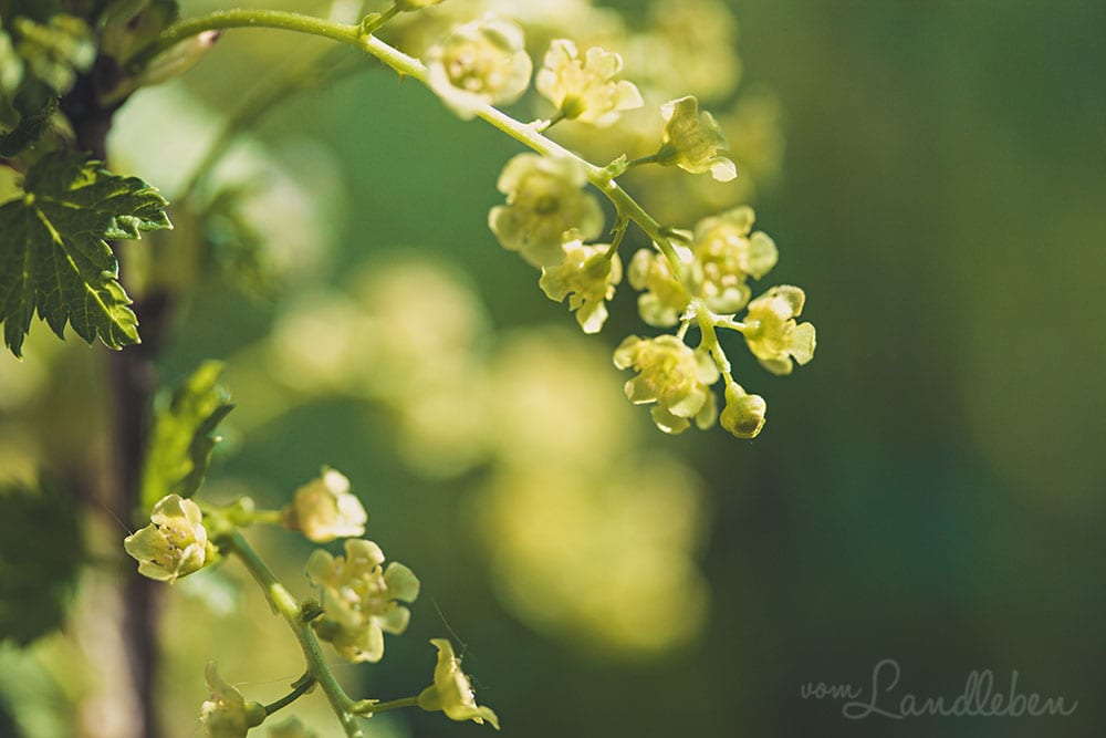 Johannisbeere im April 2019