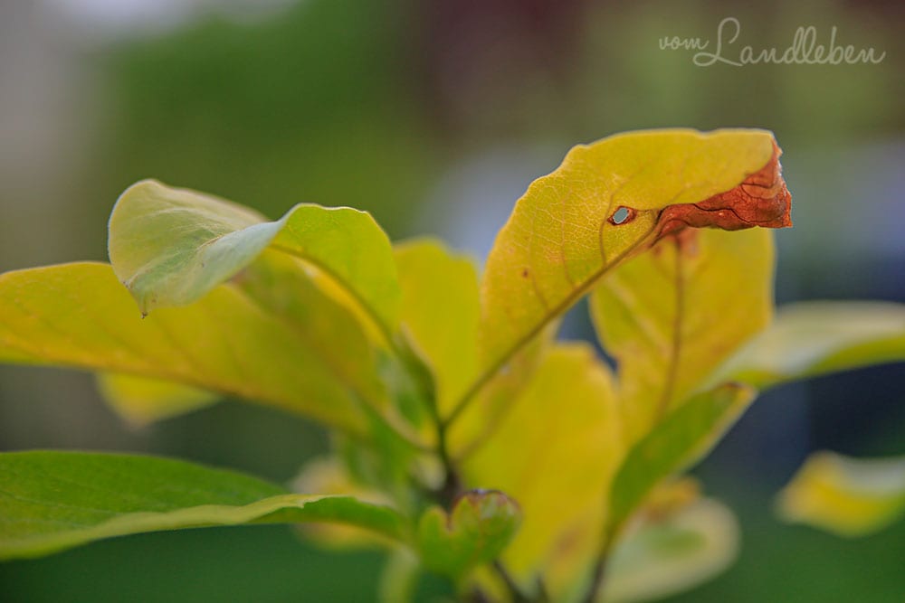 Gelbe Blätter an der Magnolie