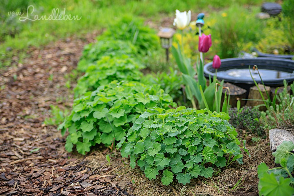 Mittelgarten im April 2019